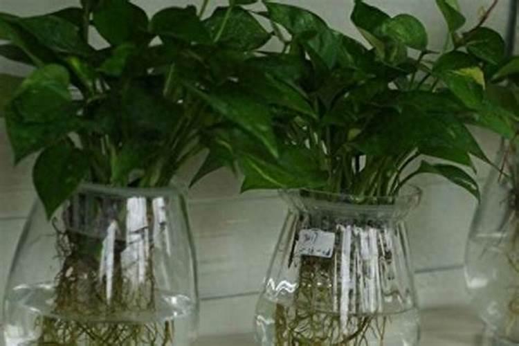 水养绿萝施什么肥料比较好