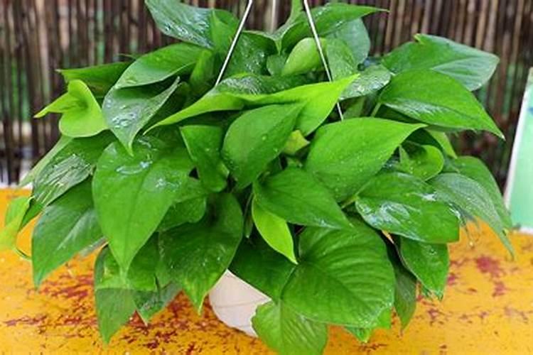 水养绿萝施什么肥料