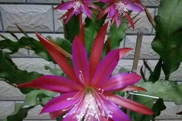 荷花令箭花上什么肥