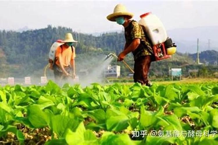 冲施肥可以叶面喷施吗