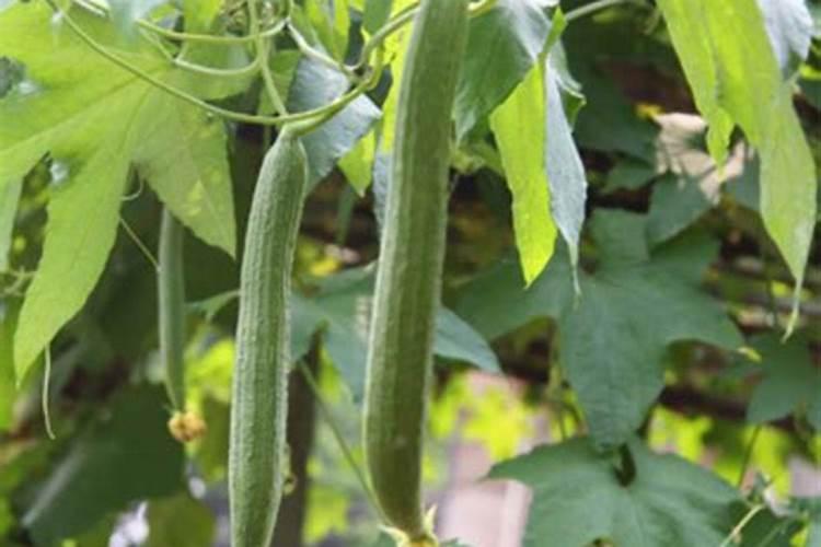 丝瓜的高产技巧