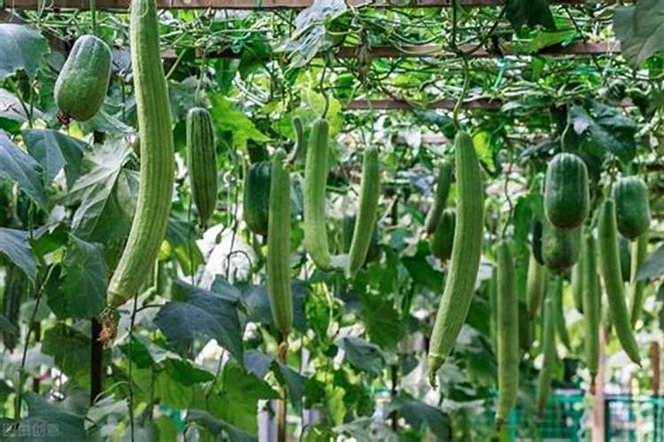 大棚丝瓜优质高产栽培技术