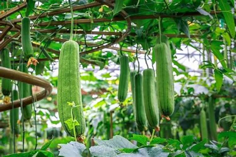 大棚丝瓜该如何种植？怎样才能提高产量？