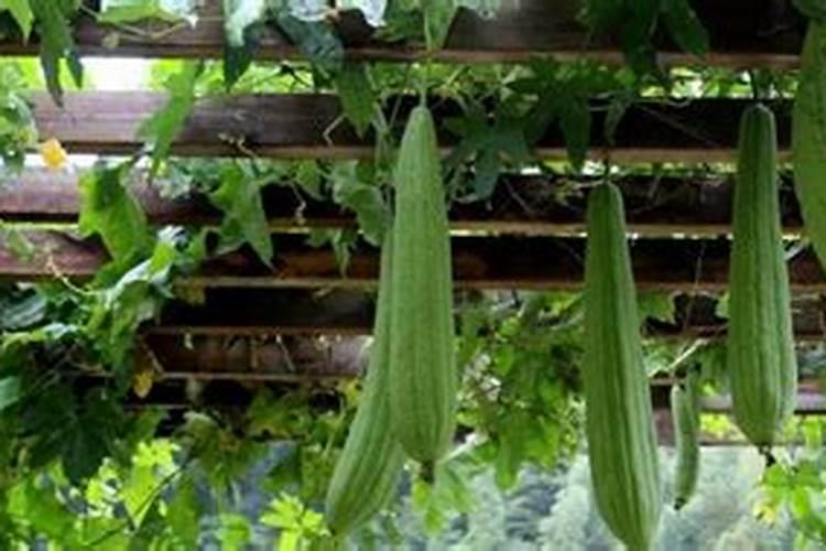 丝瓜为何会出现裂果现象？该怎样用药进行防治呢？