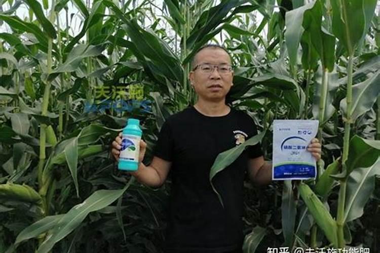 玉米追肥用什么肥好