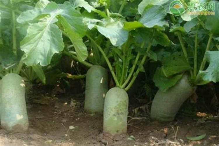 水果萝卜什么时候种植最好(北方最佳种植时间和方法)