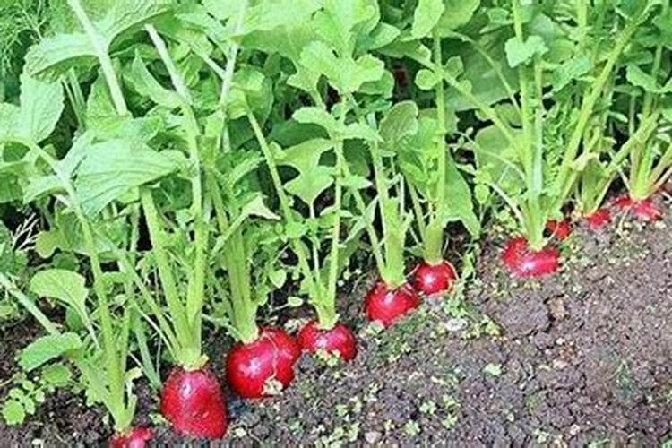 水果萝卜的种植方法和时间培养时间和步骤的详细说明