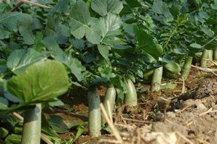 水果萝卜种植时间和方法