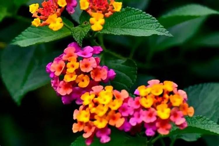 五色梅用什么肥料会开花