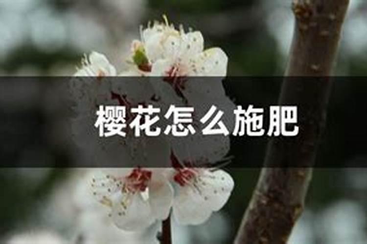 樱花怎么施肥