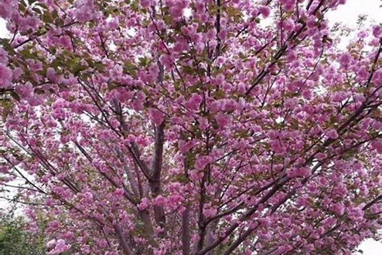 樱花苗木价格多少钱一棵？樱花如何种植？