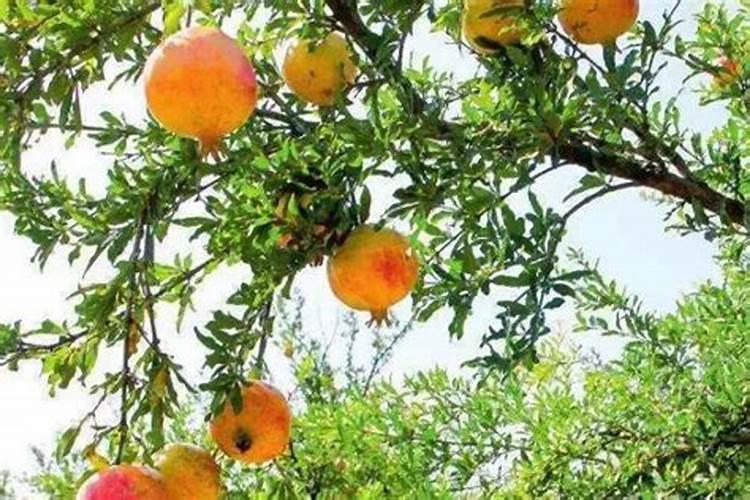 种石榴要用什么肥才结果(石榴一年中多久施一次肥)