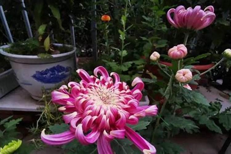 花种的多怎么施肥方便