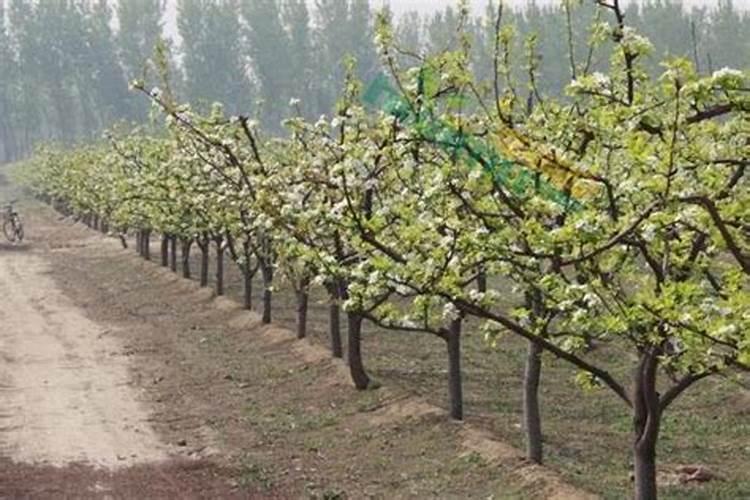 种梨树时施肥应注意哪些问题呢？