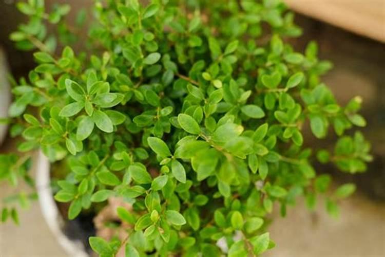 黄杨施什么肥长得快 施肥注意事项有哪些