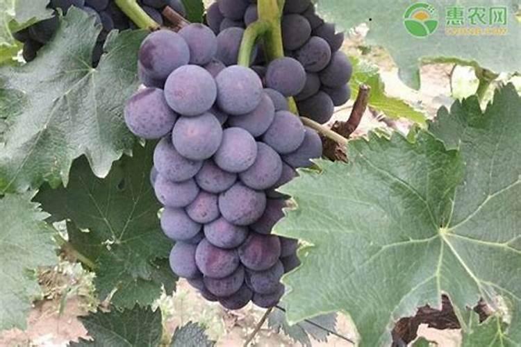 户太八号葡萄秋季施肥,施什么肥最好,怎样施肥。