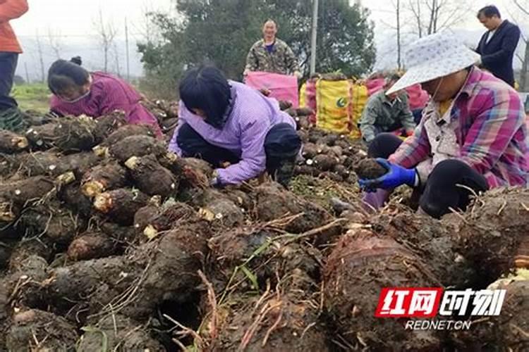 香芋进入中期还可以下肥吗？