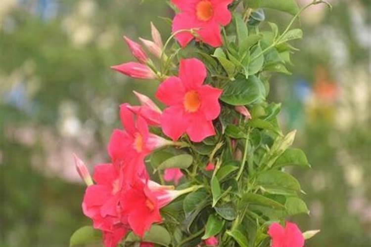 飘香藤花谢后怎么处理