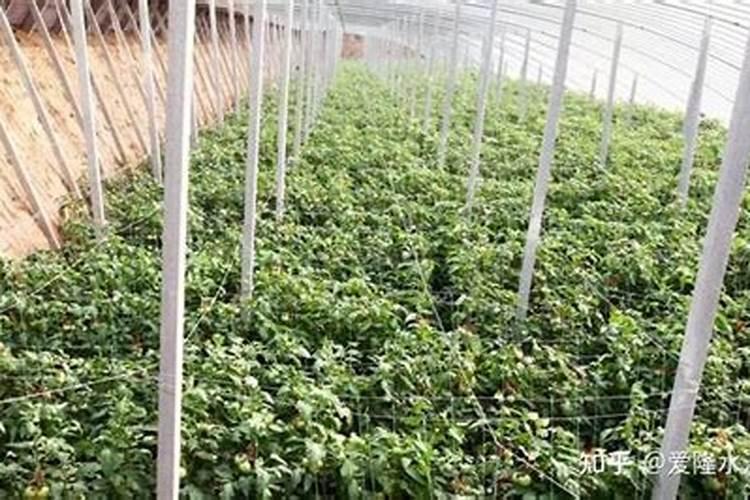 番茄控旺过量怎么办