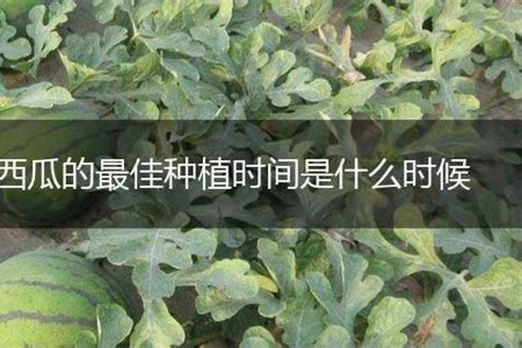 西瓜最佳你施肥时间是什么时候