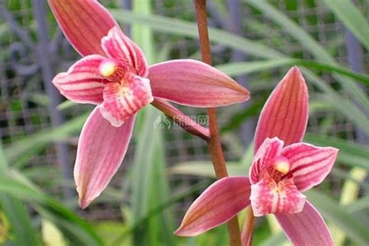 建兰四季怎么施肥 养殖建兰应注意什么