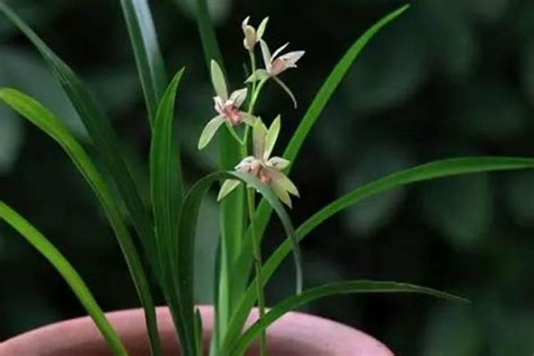 建兰的施肥方法