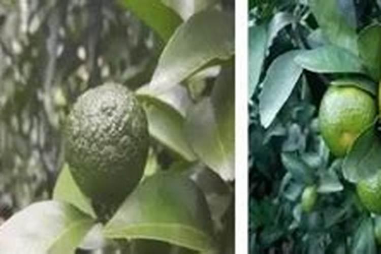 柑橘补钙正当时!掌握了这3个时期2种方法,今年果靓卖高价!