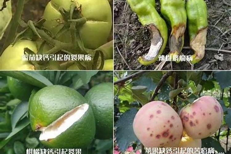 果树补钙:关键时期与科学方法