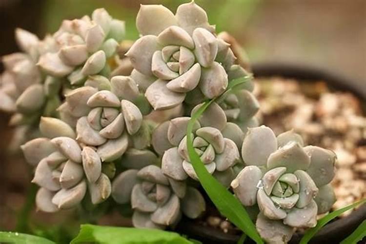 多肉怎样养爆盆快