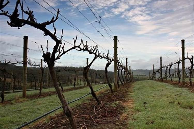 葡萄施肥第一大忌