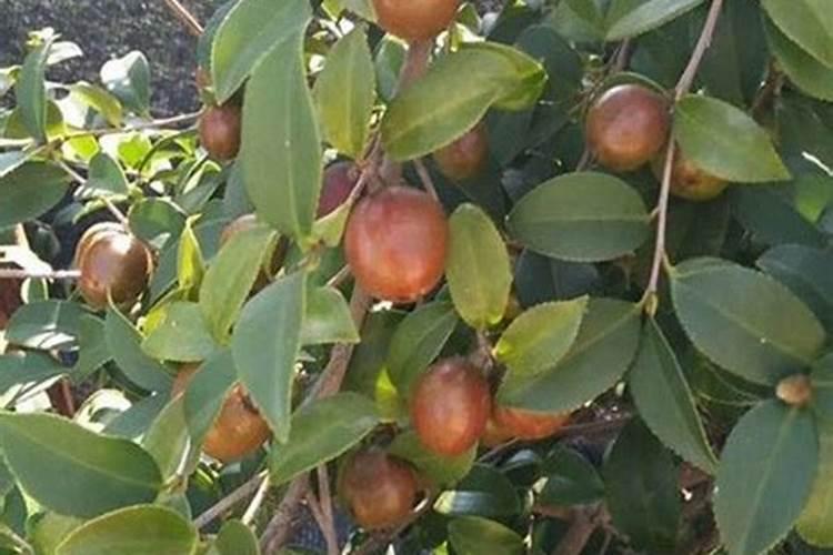 茶子树几年结果实