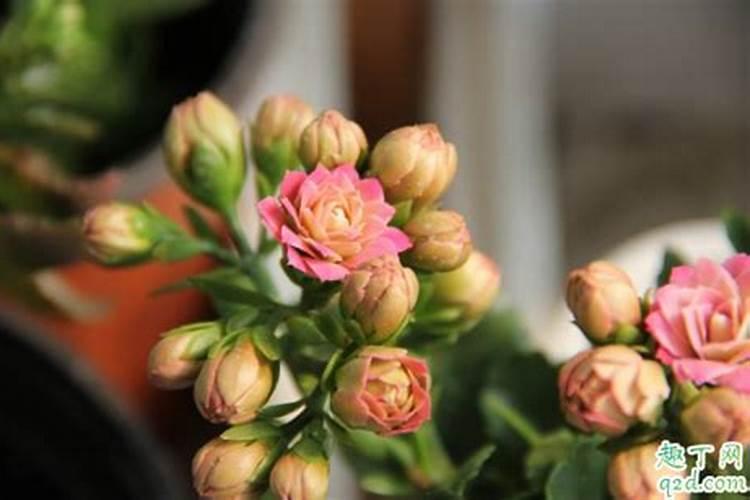 12月打花苞的长寿花怎么施肥