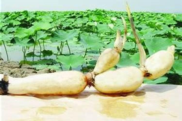 浅谈莲藕种植时候的施肥方法