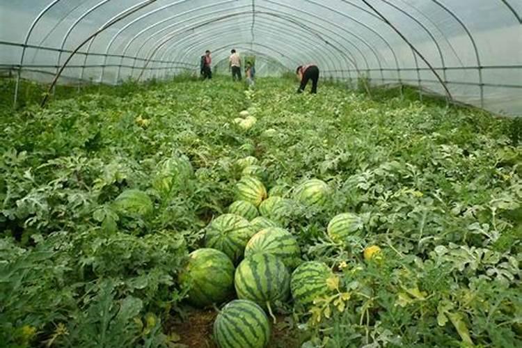 大棚栽培西瓜肥水如何管理？