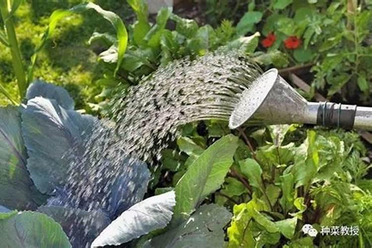 水溶肥可不可以浸种菜用水浇？