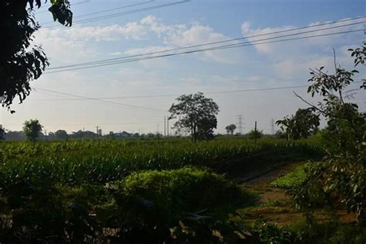 农业实操案例!真假复合肥的判断