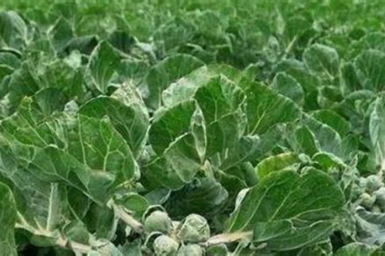 种甘蓝菜需要什么肥料