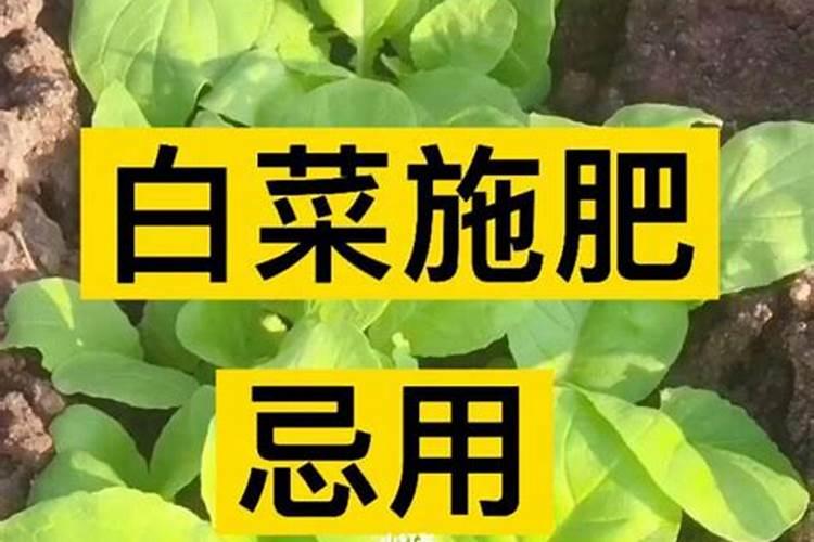 在种植大白菜的时候,使用什么肥料最好