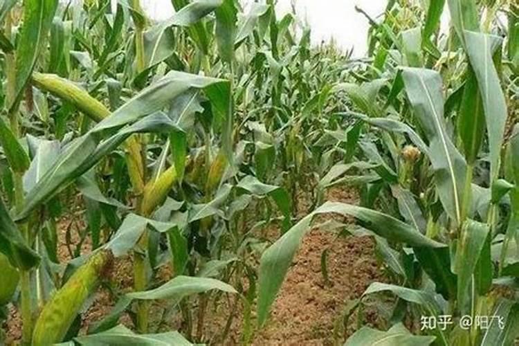 玉米用不用冲硼肥水？