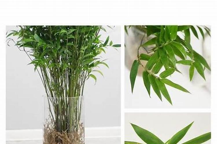 凤尾竹换土时间和方法