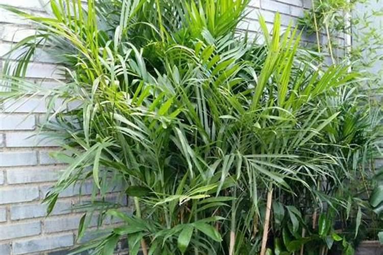 凤尾竹需要什么肥料