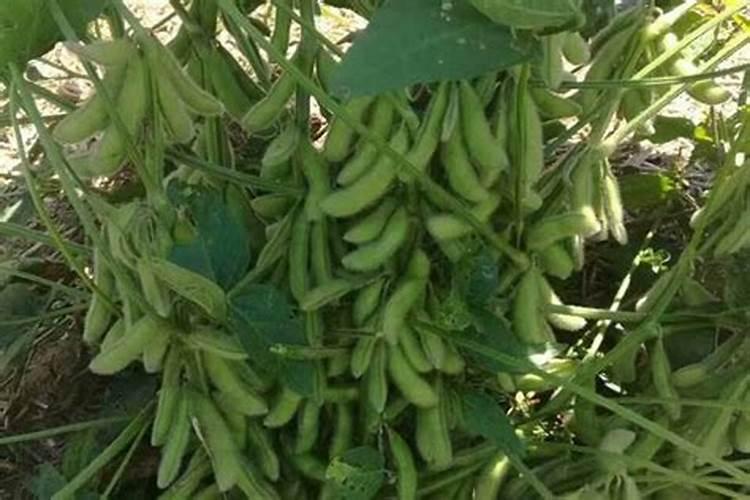 黄豆种子要一天要多少肥 种黄豆种子需要肥料