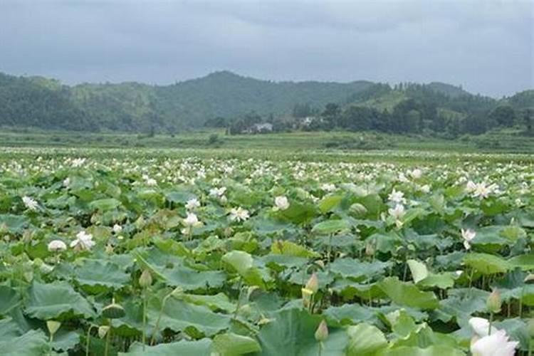 【俊辉】莲子种植的四季养护技术