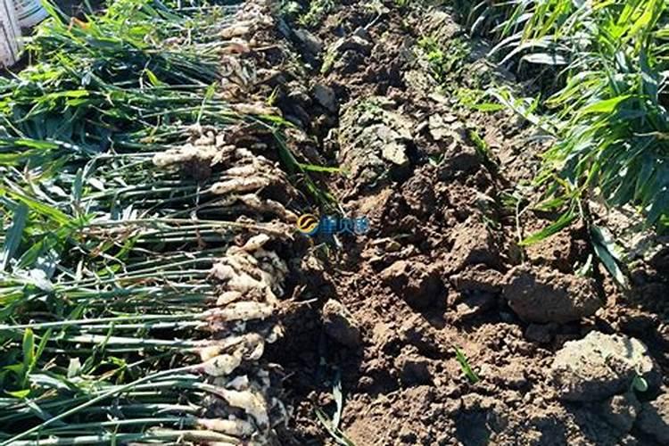 种植生姜用什么底肥 种植生姜用哪些底肥好