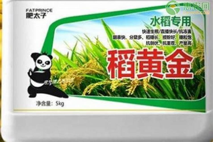 稻黄金的正确使用步骤是什么
