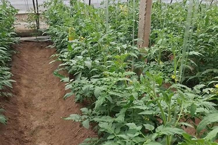 西红柿如何快速缓苗