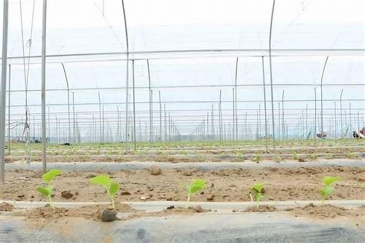 移栽后的哈密瓜苗该怎样施肥浇水管理