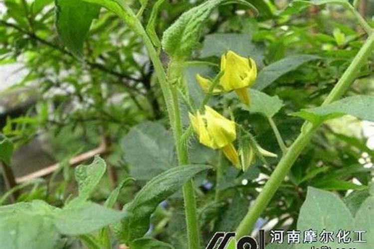 西红柿花期能喷施叶面肥吗？