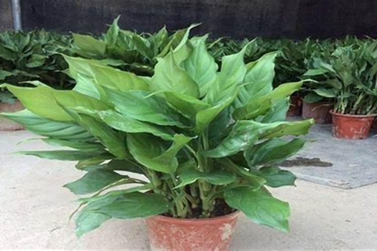 万年青的施肥方法