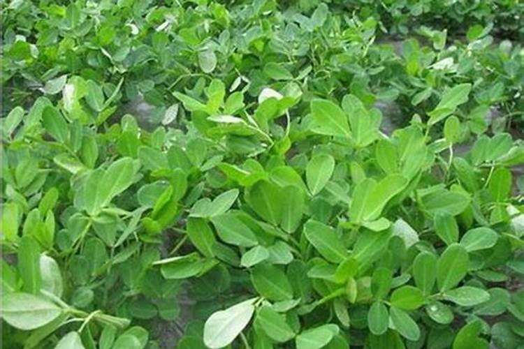 花生叶斑病防病叶面肥哪家好？